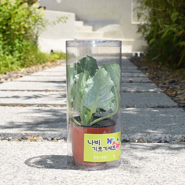 키즈보나,상품명