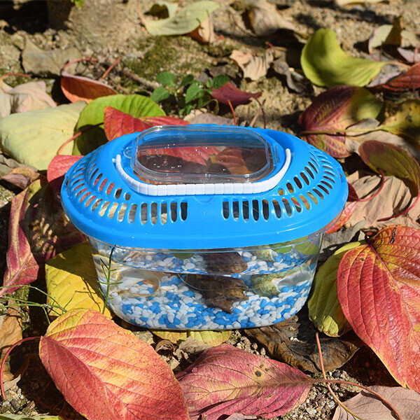 [자연관찰] 가재 키우기