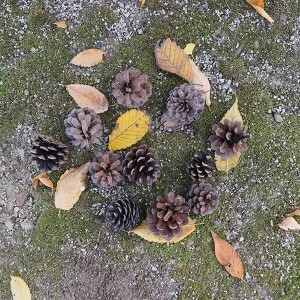 [크리스마스] 자연 솔방울(10p)  장식소품