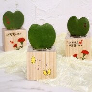 [~5.18 우리반 자연관찰 탐색 기획전]하트호야 나무화분(4개세트)