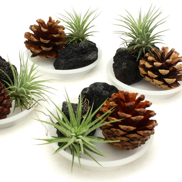 이오난사 천연 가습기 만들기(4개세트)