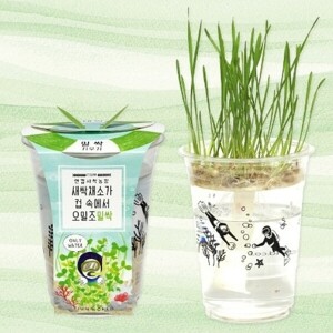 [본사]한컵새싹농장-밀싹 키우기 (6인세트)